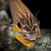 cardinalfish_wassinki_bhr_tam_h_0813_bal6818.jpg
